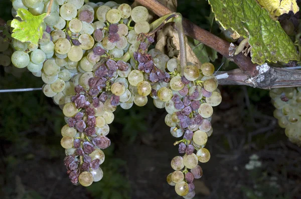 Praga Doença Das Plantas Pinot Blanc — Fotografia de Stock