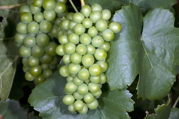 Weißburgunder Weißwein Weißwein Trauben — Stockfoto