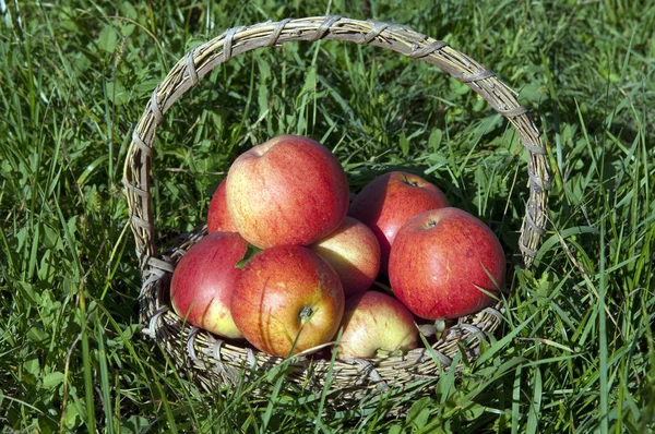 Elstar Apple Malus Domestica Stock Photo