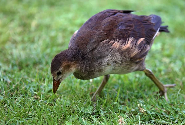 Jovem Moorhen Procura Comida Prado — Fotografia de Stock