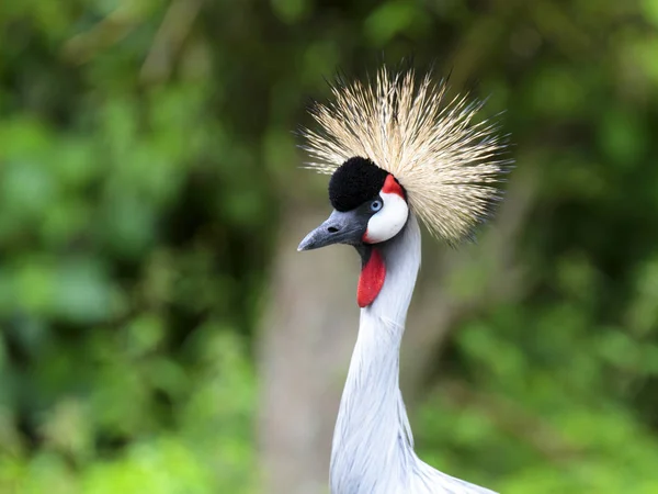 Grijs Halsgekroonde Kraan Het Zijportret — Stockfoto