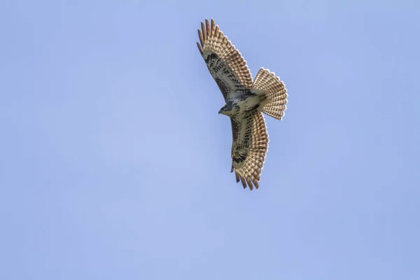 Vista Panoramica Maestoso Predatore Poiana — Foto Stock