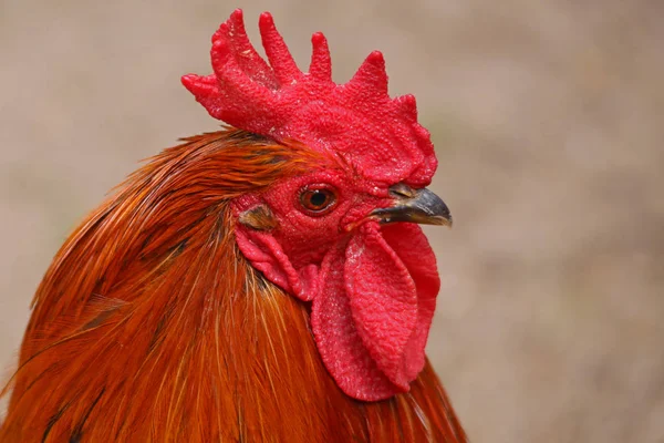 Red Gockel Head Study — Stock Photo, Image