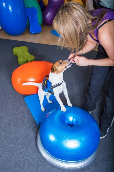 Jack Russel Com Equipamento Exercício — Fotografia de Stock