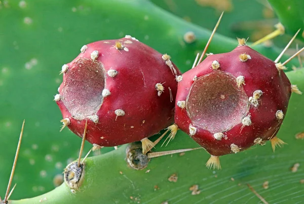 Два Красных Плода Грубого Гороха — стоковое фото