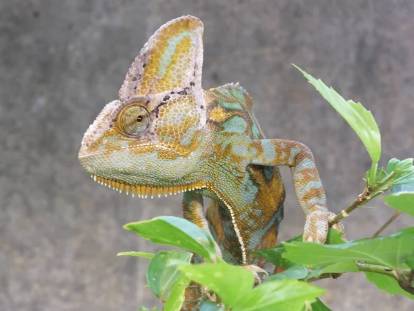 Egzotyczny Gad Jaszczurczy Kameleon — Zdjęcie stockowe