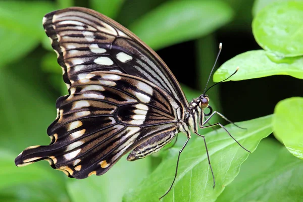 Papillon Hirondelle Tropicale Papilio Spec — Photo