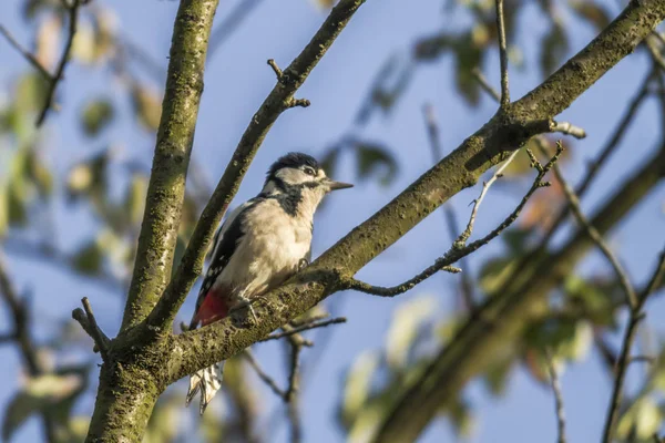 Grand Pic Tacheté Est Assis Sur Une Branche — Photo