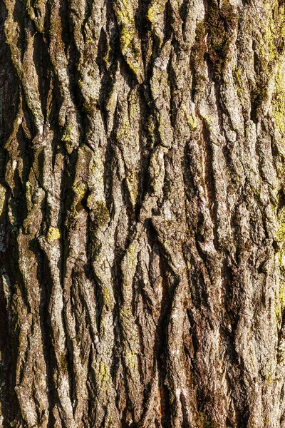 Eski Ihlamur Ağacı Kabuğu Dokusu Arkaplanı — Stok fotoğraf