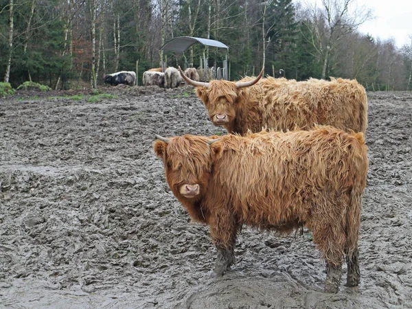 Highland Sığırları Vahşi Yaşam — Stok fotoğraf
