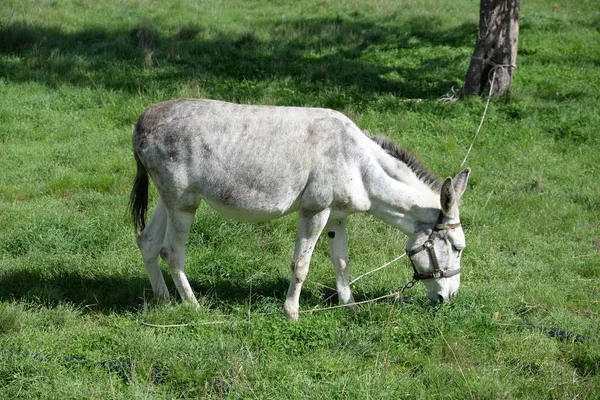 Burro Animal Animal Granja Blanco Luz Pasto Pastoreo Pastoreo Navegación —  Fotos de Stock