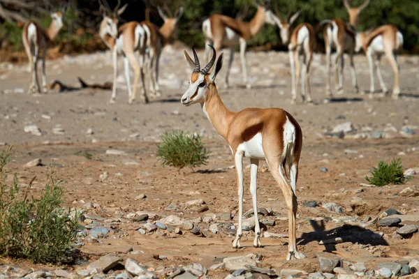 Herd Van Springboks Tijdens Zonnige Dag — Stockfoto