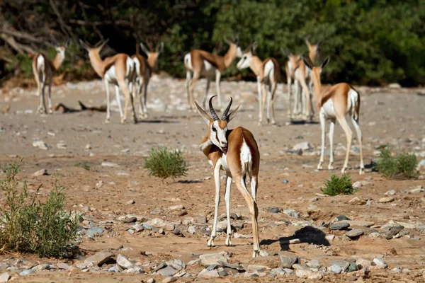 Manada Springboks Durante Dia Ensolarado — Fotografia de Stock