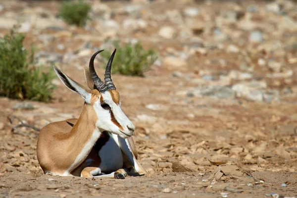 Joven Oryx Comer Desierto —  Fotos de Stock