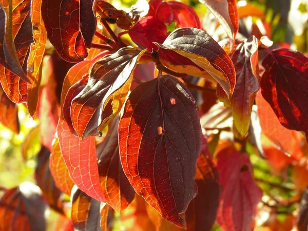 Autumn Leaves Fall Season Foliage — Stock Photo, Image