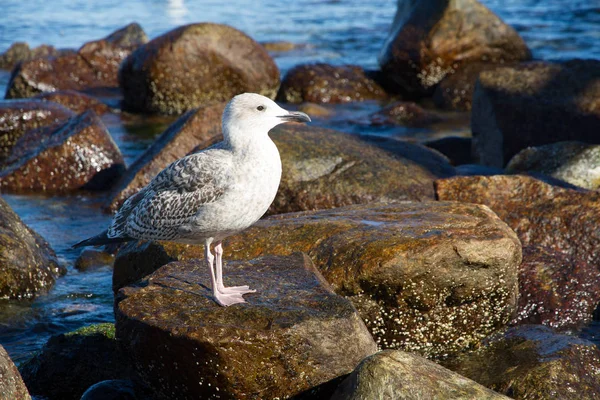 Meeuw Kust — Stockfoto