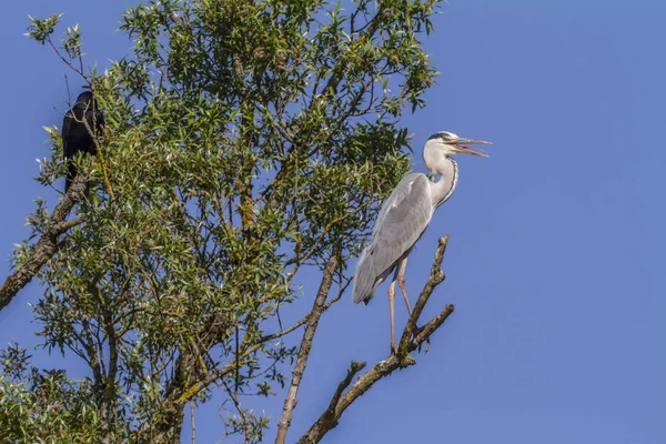 Blue Heron Sitting Tree — Stock Photo, Image