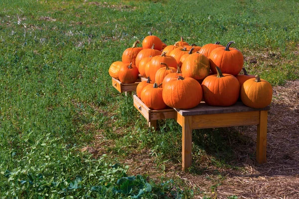 Many Pumpkins Table — Stock Photo, Image