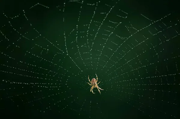 Araña Espeluznante Insecto Aterrador — Foto de Stock