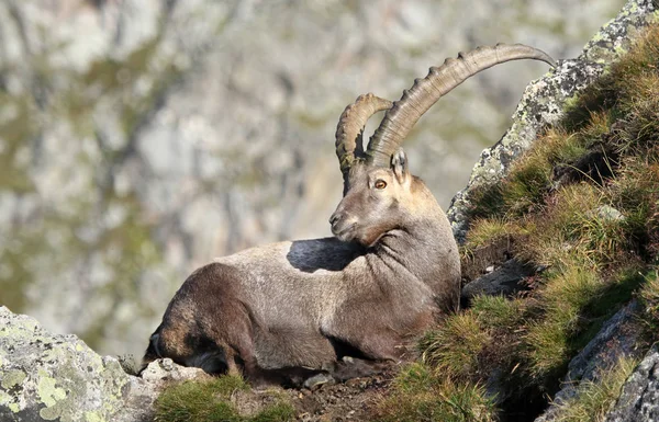 Ibex Animal Natureza Fauna — Fotografia de Stock