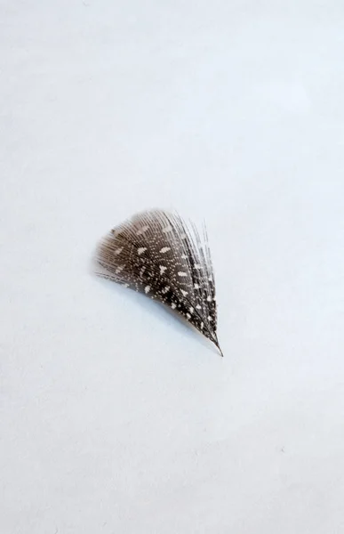 Feather White Background — Stock Photo, Image