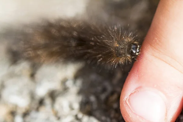 Tırtıl Böceğinin Yakın Çekim Makro Görüntüsü — Stok fotoğraf