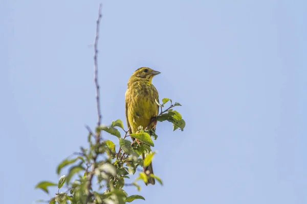 Yellowhammer Uccello Canterino Fauna Natura Emberiza Citrinella — Foto Stock