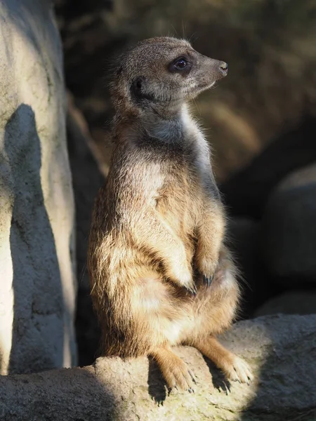 Faune Suricate Suricata Suricatta — Photo