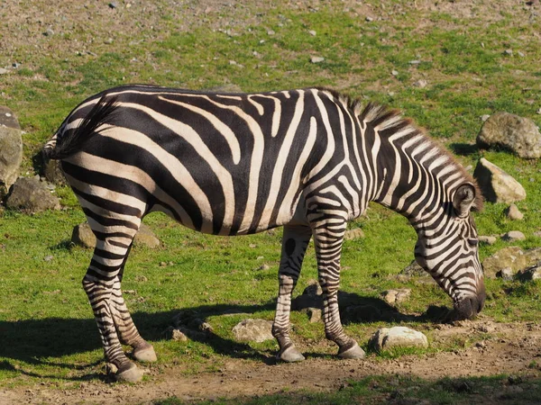 Zebra Sul Campo — Foto Stock