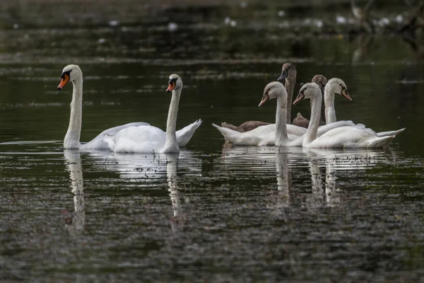 Família Cisne Mudo Flutuando Uma Lagoa — Fotografia de Stock