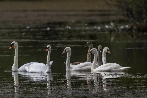 Němá Labutí Rodina Plovoucí Jezírku — Stock fotografie