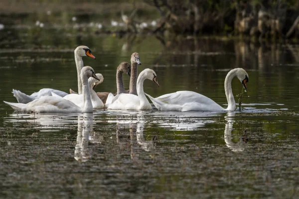 Němá Labutí Rodina Při Hledání Potravy — Stock fotografie