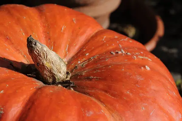 Gros Plan Une Citrouille — Photo