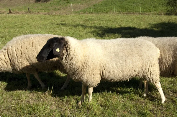 Haustiere Auf Der Weide — Stockfoto