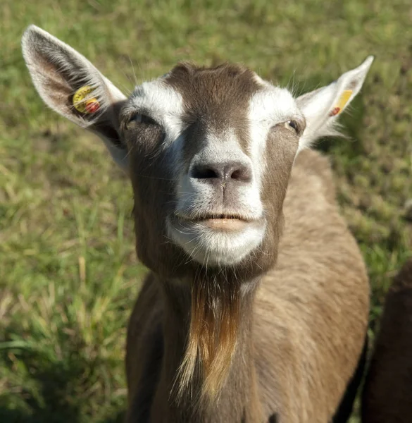 Thueringer Waldziege Bedrohte Gefaehrdet Ziegenrasse — Stock Photo, Image