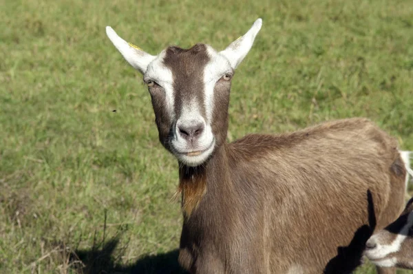 Thueringer Waldziege Bedrohte Gefaehrdet Ziegenrasse — Stockfoto