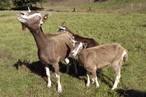 Thueringer Waldziege Bedrohte Gefaehrdet Ziegenrasse — Stockfoto