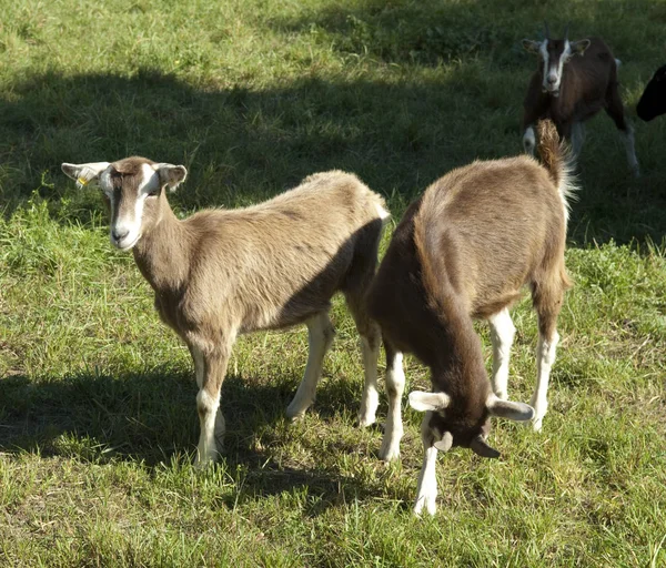 Thueringer Waldziege Bedrohte Gefaehrdet Ziegenrasse — Stockfoto