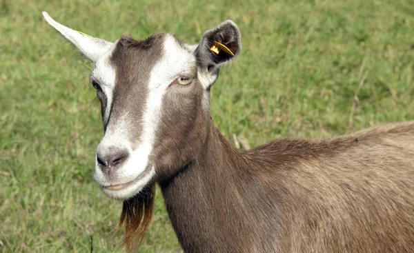 Thueringer Waldziege Bedrohte Gefaehrdet Ziegenrasse — Stockfoto