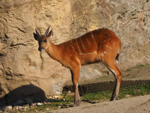 Antilope Animale Selvatico Fauna Selvatica — Foto Stock