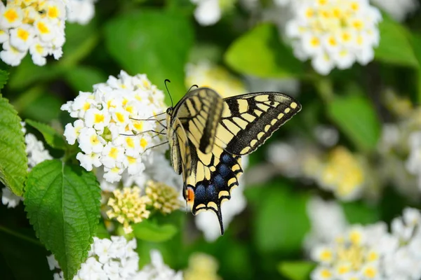 Butterfly Blossom Spain — Stock Photo, Image