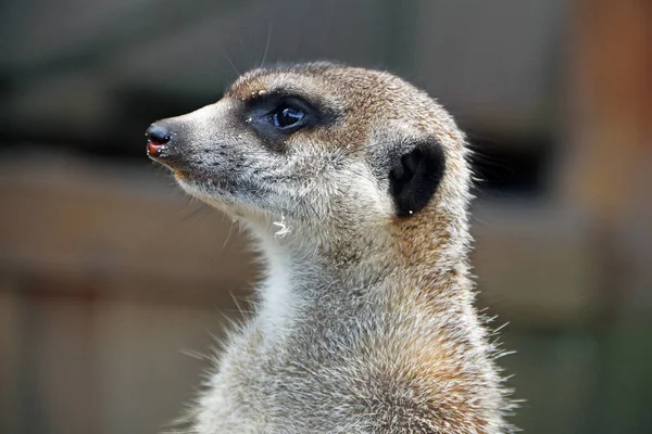 Meerkat Animal Suricatta — 스톡 사진