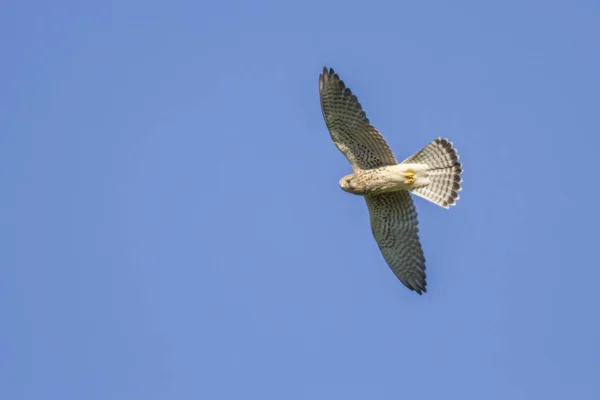 Kestrel Voo Busca Sobre Prado — Fotografia de Stock