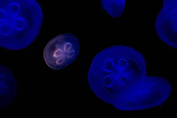 Medúzy Moře Pod Vodou Mořský Život Stvoření — Stock fotografie