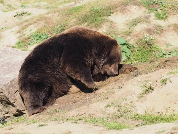 Orso Bruno Animale Grizzly — Foto Stock