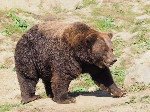 茶色のクマの動物 グリズリー — ストック写真