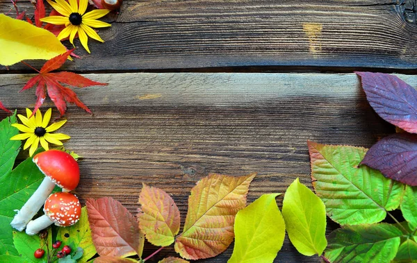 木の背景にカラフルな秋の葉 — ストック写真