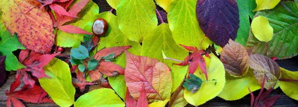 秋天的叶子 秋天的叶子 — 图库照片