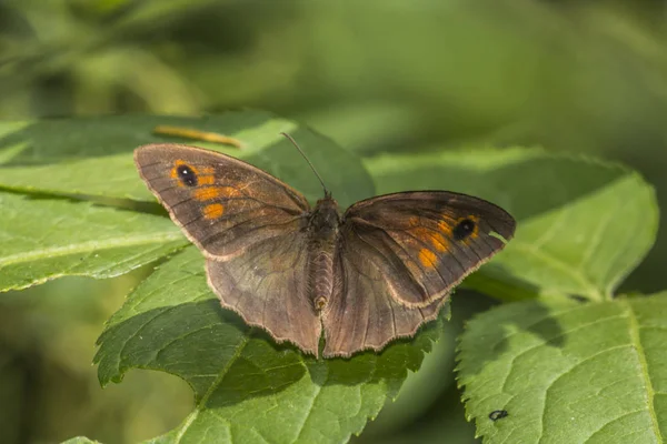 Mariposa Una Flor — Foto de Stock