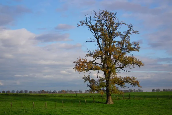 Sonbaharda Ölen Ağaç — Stok fotoğraf